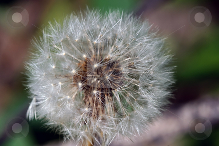 To use this stock image in your creative project, please select the size you need over to the right and click the "Add to Cart" button.
Your downloaded image will come with the Cutcaster watermark removed so don’t worry about the watermark you see on this page. Dandelion stock photo, Closeup picture of a dandelion or taraxacum in bloom by Alain Turgeon