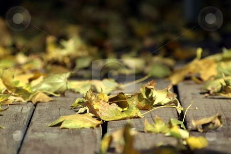 To use this stock image in your creative project, please select the size you need over to the right and click the "Add to Cart" button.
Your downloaded image will come with the Cutcaster watermark removed so don’t worry about the watermark you see on this page. Close up on the Leaves Falling stock photo, Close Up - Leaves on the Deck by Mehmet Dilsiz