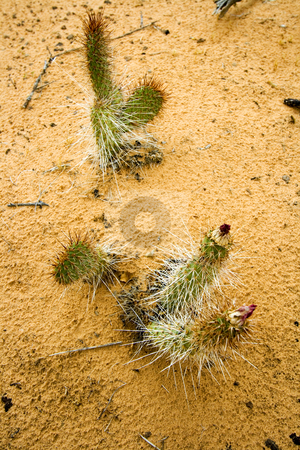 To use this stock image in your creative project, please select the size you need over to the right and click the "Add to Cart" button.
Your downloaded image will come with the Cutcaster watermark removed so don’t worry about the watermark you see on this page. Close up to Small Cactus in Snow Canyon - Utah stock photo, Snow Canyon in St. George, Utah by Mehmet Dilsiz