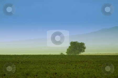 To use this stock image in your creative project, please select the size you need over to the right and click the "Add to Cart" button.
Your downloaded image will come with the Cutcaster watermark removed so don’t worry about the watermark you see on this page. Tree behind a farm stock photo, A Tree behind a farm in rural Utah by Mehmet Dilsiz