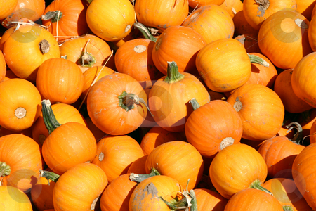 To use this stock image in your creative project, please select the size you need over to the right and click the "Add to Cart" button.
Your downloaded image will come with the Cutcaster watermark removed so don’t worry about the watermark you see on this page. Up Close - Mini Pumpkins stock photo, Close up on a Mini Pumpkins by Mehmet Dilsiz