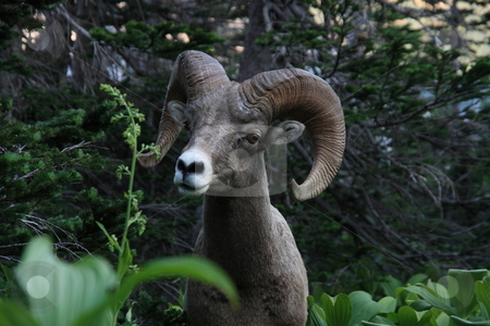 To use this stock image in your creative project, please select the size you need over to the right and click the "Add to Cart" button.
Your downloaded image will come with the Cutcaster watermark removed so don’t worry about the watermark you see on this page. Rocky Mountain Big Horn Sheep stock photo, The bighorn is a wild sheep of the Rocky Mountains known to frequent the craggiest of rocks by John Sterrett