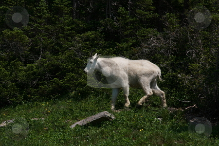 To use this stock image in your creative project, please select the size you need over to the right and click the "Add to Cart" button.
Your downloaded image will come with the Cutcaster watermark removed so don’t worry about the watermark you see on this page. Mountain Goat stock photo, Mountain Goats in the Wilderness by John Sterrett