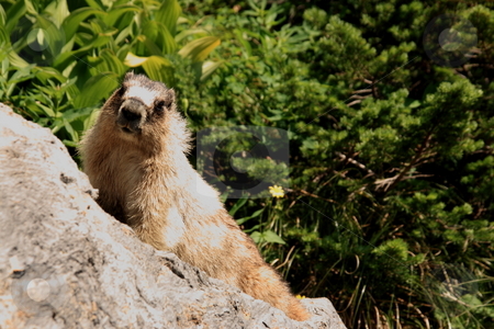 To use this stock image in your creative project, please select the size you need over to the right and click the "Add to Cart" button.
Your downloaded image will come with the Cutcaster watermark removed so don’t worry about the watermark you see on this page. Woodchuck or Ground Hog stock photo, Woodchuck (Marmota monax) on a rock. by John Sterrett