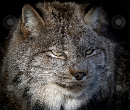 To use this stock image in your creative project, please select the size you need over to the right and click the "Add to Cart" button.
Your downloaded image will come with the Cutcaster watermark removed so don’t worry about the watermark you see on this page. Lynx stock photo, Close-up portrait of a Canada Lynx also known as a Bobcat by Alain Turgeon