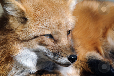 To use this stock image in your creative project, please select the size you need over to the right and click the "Add to Cart" button.
Your downloaded image will come with the Cutcaster watermark removed so don’t worry about the watermark you see on this page. Red Fox Portrait stock photo, Close-up portrait of a beautiful wild Red Fox by Alain Turgeon
