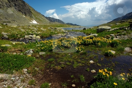 To use this stock image in your creative project, please select the size you need over to the right and click the "Add to Cart" button.
Your downloaded image will come with the Cutcaster watermark removed so don’t worry about the watermark you see on this page. Mountain creek on plateau stock photo, Mountain creek on plateau with yellow flowers in summer day with some clods by Juraj Kovacik