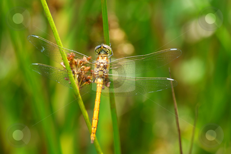 To use this stock image in your creative project, please select the size you need over to the right and click the "Add to Cart" button.
Your downloaded image will come with the Cutcaster watermark removed so don’t worry about the watermark you see on this page. Dragonfly stock photo, Big dragonfly siting on the green grass by Jolanta Dabrowska