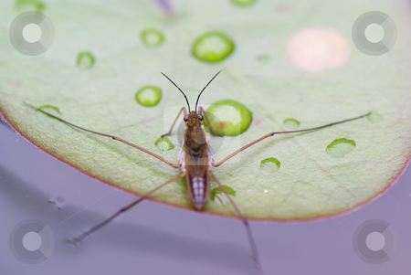 To use this stock image in your creative project, please select the size you need over to the right and click the "Add to Cart" button.
Your downloaded image will come with the Cutcaster watermark removed so don’t worry about the watermark you see on this page. Water strider stock photo, Little water spider standing on the water by Jolanta Dabrowska