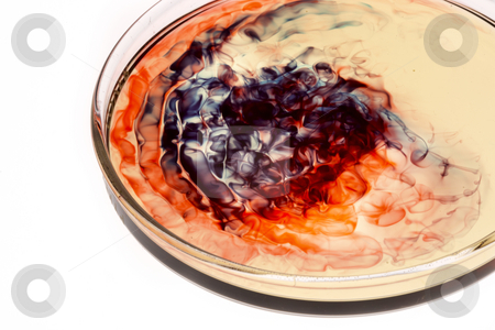 To use this stock image in your creative project, please select the size you need over to the right and click the "Add to Cart" button.
Your downloaded image will come with the Cutcaster watermark removed so don’t worry about the watermark you see on this page. Petri dish still life stock photo, A petri dish with red and dark blue liquids by James Barber