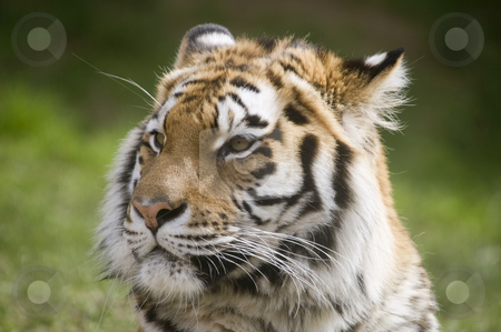 To use this stock image in your creative project, please select the size you need over to the right and click the "Add to Cart" button.
Your downloaded image will come with the Cutcaster watermark removed so don’t worry about the watermark you see on this page. Amur Tiger stock photo, Amur Tiger (Panthera tigris altaica) looking to left of frame - landscape orientation by Stephen Meese