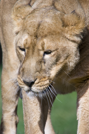 To use this stock image in your creative project, please select the size you need over to the right and click the "Add to Cart" button.
Your downloaded image will come with the Cutcaster watermark removed so don’t worry about the watermark you see on this page. Lioness stock photo, Close up of a Lioness (Panthera leo) by Stephen Meese
