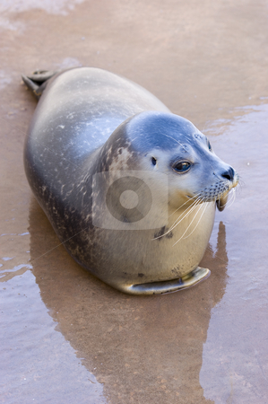 To use this stock image in your creative project, please select the size you need over to the right and click the "Add to Cart" button.
Your downloaded image will come with the Cutcaster watermark removed so don’t worry about the watermark you see on this page. Harbour Seal stock photo, Rescued Harbour Seal or common seal (Phoca Vitulina) by Stephen Meese