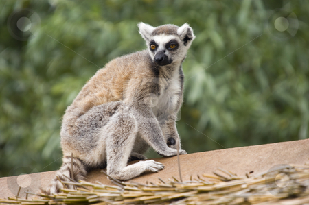 To use this stock image in your creative project, please select the size you need over to the right and click the "Add to Cart" button.
Your downloaded image will come with the Cutcaster watermark removed so don’t worry about the watermark you see on this page. Ring Tailed Lemur stock photo, Close up of Ring Tailed Lemur (Lemur catta) by Stephen Meese