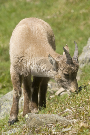 To use this stock image in your creative project, please select the size you need over to the right and click the "Add to Cart" button.
Your downloaded image will come with the Cutcaster watermark removed so don’t worry about the watermark you see on this page. Alpine Ibex stock photo, Close up of Alpine Ibex (Capra ibex) by Stephen Meese