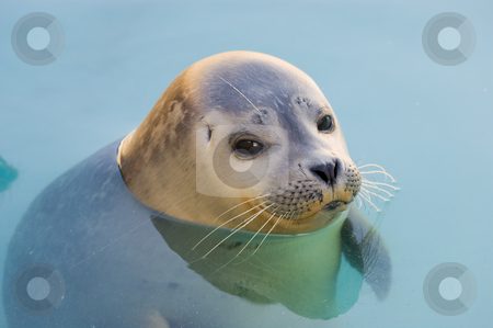 To use this stock image in your creative project, please select the size you need over to the right and click the "Add to Cart" button.
Your downloaded image will come with the Cutcaster watermark removed so don’t worry about the watermark you see on this page. Harbour Seal stock photo, Rescued Harbour Seal or common seal (Phoca Vitulina) by Stephen Meese