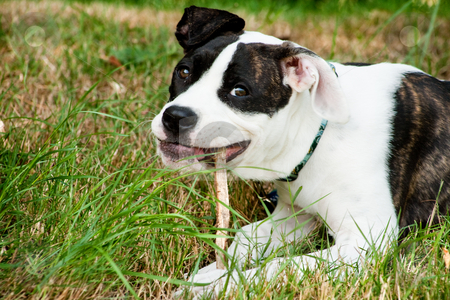 To use this stock image in your creative project, please select the size you need over to the right and click the "Add to Cart" button.
Your downloaded image will come with the Cutcaster watermark removed so don’t worry about the watermark you see on this page. The dog with his stick for chewing stock photo, Anamerican bulldog in the park having a good time by Frenk and Danielle Kaufmann
