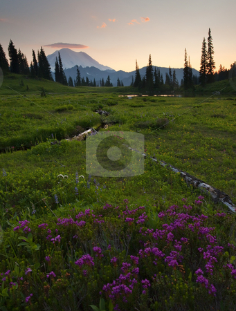 To use this stock image in your creative project, please select the size you need over to the right and click the "Add to Cart" button.
Your downloaded image will come with the Cutcaster watermark removed so don’t worry about the watermark you see on this page. Mountain Heather Sunset stock photo, Mountain Heather and a bit of lupine dot an alpine meadow as the sun sets over Mt. Rainier by Mike Dawson