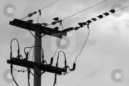 To use this stock image in your creative project, please select the size you need over to the right and click the "Add to Cart" button.
Your downloaded image will come with the Cutcaster watermark removed so don’t worry about the watermark you see on this page. Pidgeon on wire stock photo, Flock of pidgeon braving the weather on eletrical pole by Yann Poirier