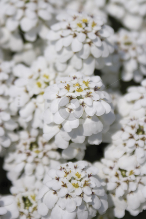 To use this stock image in your creative project, please select the size you need over to the right and click the "Add to Cart" button.
Your downloaded image will come with the Cutcaster watermark removed so don’t worry about the watermark you see on this page. White flower - macro stock photo, Extreme close up with shallow depth of field, macro style, of white flower by Yann Poirier