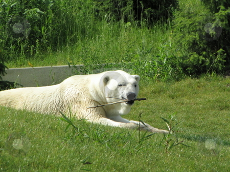 To use this stock image in your creative project, please select the size you need over to the right and click the "Add to Cart" button.
Your downloaded image will come with the Cutcaster watermark removed so don’t worry about the watermark you see on this page. Polar bear stock photo, Polar bear chewing a stick on a summer day by CHERYL LAFOND