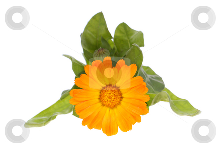 To use this stock image in your creative project, please select the size you need over to the right and click the "Add to Cart" button.
Your downloaded image will come with the Cutcaster watermark removed so don’t worry about the watermark you see on this page. Marigold stock photo, Orange flower in leaf on white background by Jolanta Dabrowska