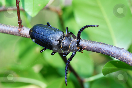 To use this stock image in your creative project, please select the size you need over to the right and click the "Add to Cart" button.
Your downloaded image will come with the Cutcaster watermark removed so don’t worry about the watermark you see on this page. Beetle stock photo, Black large beetle on branch as background by Jolanta Dabrowska