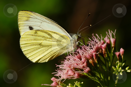 To use this stock image in your creative project, please select the size you need over to the right and click the "Add to Cart" button.
Your downloaded image will come with the Cutcaster watermark removed so don’t worry about the watermark you see on this page. Butterfly stock photo, Yellow butterfly sit on purple flower by Jolanta Dabrowska
