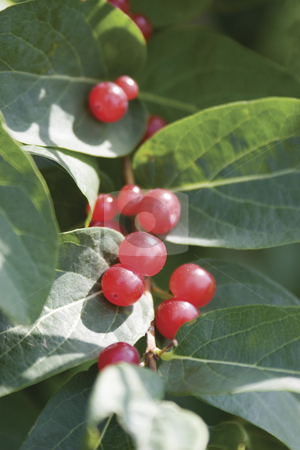 To use this stock image in your creative project, please select the size you need over to the right and click the "Add to Cart" button.
Your downloaded image will come with the Cutcaster watermark removed so don’t worry about the watermark you see on this page. Red berry stock photo, Red berry on green leaves by Yann Poirier