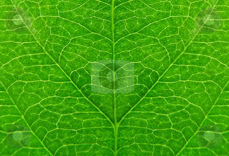 To use this stock image in your creative project, please select the size you need over to the right and click the "Add to Cart" button.
Your downloaded image will come with the Cutcaster watermark removed so don’t worry about the watermark you see on this page. Green leaf stock photo, Green leaf as natural background by Dmitry Rostovtsev