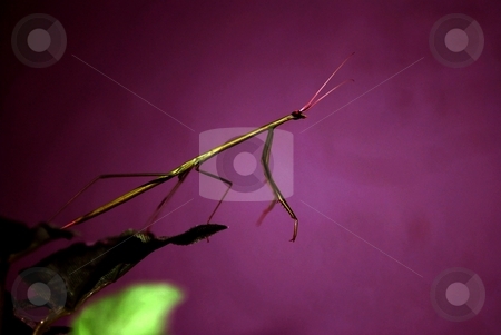 To use this stock image in your creative project, please select the size you need over to the right and click the "Add to Cart" button.
Your downloaded image will come with the Cutcaster watermark removed so don’t worry about the watermark you see on this page. Preying mantis out of room stock photo, Preying matis on a purple back ground by Charles Bacon jr