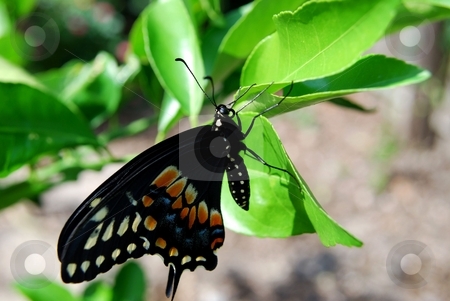 To use this stock image in your creative project, please select the size you need over to the right and click the "Add to Cart" button.
Your downloaded image will come with the Cutcaster watermark removed so don’t worry about the watermark you see on this page. Black swallowtail butterfly stock photo, Eastern black swallowtail butterfly on a leave by Charles Bacon jr