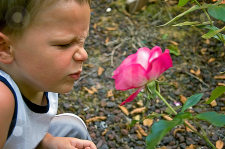 To use this stock image in your creative project, please select the size you need over to the right and click the "Add to Cart" button.
Your downloaded image will come with the Cutcaster watermark removed so don’t worry about the watermark you see on this page. Little Boy Smelling Rose stock photo, This little boy has his nose scrunched up not too sure about smelling a rose. by Valerie Garner