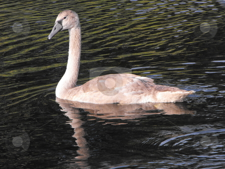 To use this stock image in your creative project, please select the size you need over to the right and click the "Add to Cart" button.
Your downloaded image will come with the Cutcaster watermark removed so don’t worry about the watermark you see on this page. Juvenile Mute Swan stock photo, Brown juvenile Mute Swan swimming by Michael Hadwen