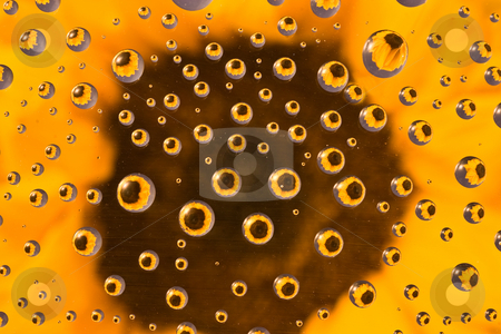 To use this stock image in your creative project, please select the size you need over to the right and click the "Add to Cart" button.
Your downloaded image will come with the Cutcaster watermark removed so don’t worry about the watermark you see on this page. Sunflower Eyes stock photo, Sunflower reflected in water droplets with sunflower blurred in the background by Marianne Dent