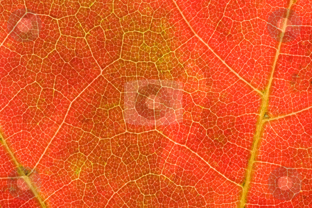 To use this stock image in your creative project, please select the size you need over to the right and click the "Add to Cart" button.
Your downloaded image will come with the Cutcaster watermark removed so don’t worry about the watermark you see on this page. Autumn Leaf Pattern stock photo, Reddish/orange autumn leaf up close showing light green veins; perfect for use as wallpaper or background for text by Marianne Dent
