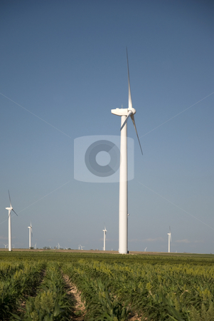 To use this stock image in your creative project, please select the size you need over to the right and click the "Add to Cart" button.
Your downloaded image will come with the Cutcaster watermark removed so don’t worry about the watermark you see on this page. In A Field of Milo stock photo, Wind turbines in a field of milo grain. by Charles Buegeler