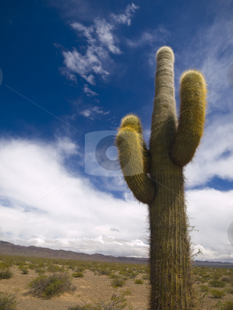To use this stock image in your creative project, please select the size you need over to the right and click the "Add to Cart" button.
Your downloaded image will come with the Cutcaster watermark removed so don’t worry about the watermark you see on this page. Desert totem stock photo, A green cactus over a blue sky with clouds. by Ignacio Gonzalez Prado