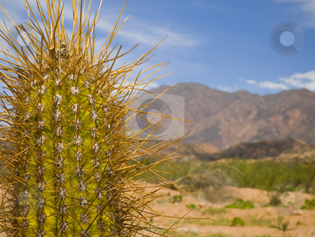 To use this stock image in your creative project, please select the size you need over to the right and click the "Add to Cart" button.
Your downloaded image will come with the Cutcaster watermark removed so don’t worry about the watermark you see on this page. Long spine cactus stock photo, A green cactus over an arid landscape in a dry summer. by Ignacio Gonzalez Prado