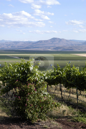 To use this stock image in your creative project, please select the size you need over to the right and click the "Add to Cart" button.
Your downloaded image will come with the Cutcaster watermark removed so don’t worry about the watermark you see on this page. Vineyard stock photo, USA, Idaho, Canyon County Vineyard by David Ryan