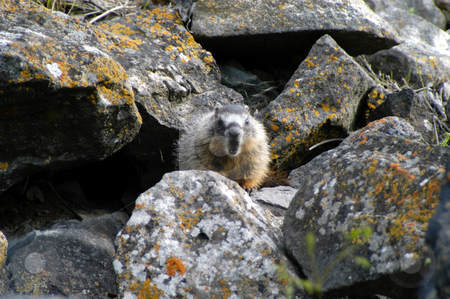 To use this stock image in your creative project, please select the size you need over to the right and click the "Add to Cart" button.
Your downloaded image will come with the Cutcaster watermark removed so don’t worry about the watermark you see on this page. Hoary Marmot stock photo, USA, Idaho, Twin Falls, Shoshone Falls, A Hoary Marmot (Marmota caligata) by David Ryan