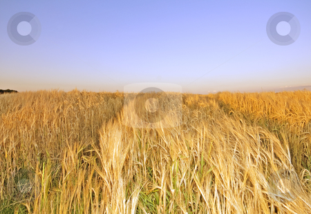 To use this stock image in your creative project, please select the size you need over to the right and click the "Add to Cart" button.
Your downloaded image will come with the Cutcaster watermark removed so don’t worry about the watermark you see on this page. Summer hay field stock photo, Summer hay field at noon with nice sumer glow by Karin Claus