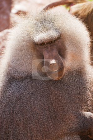 To use this stock image in your creative project, please select the size you need over to the right and click the "Add to Cart" button.
Your downloaded image will come with the Cutcaster watermark removed so don’t worry about the watermark you see on this page. Hamadryas Baboon stock photo, Close up of a Hamadryas Baboon (Papio hamadryas) by Stephen Meese