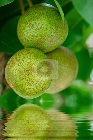 To use this stock image in your creative project, please select the size you need over to the right and click the "Add to Cart" button.
Your downloaded image will come with the Cutcaster watermark removed so don’t worry about the watermark you see on this page. Pear tree reflected in water stock photo, Pear tree fruits in the tropical garden by Dmitry Rostovtsev