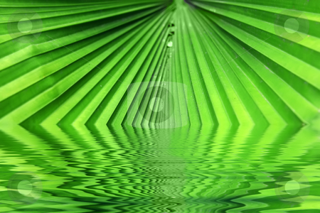 To use this stock image in your creative project, please select the size you need over to the right and click the "Add to Cart" button.
Your downloaded image will come with the Cutcaster watermark removed so don’t worry about the watermark you see on this page. Tropical plant stock photo, Some green tropical plant looking like fan by Dmitry Rostovtsev