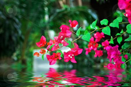 To use this stock image in your creative project, please select the size you need over to the right and click the "Add to Cart" button.
Your downloaded image will come with the Cutcaster watermark removed so don’t worry about the watermark you see on this page. Frangipani flowers stock photo, Frangipani tropical flower and blurred road behind it by Dmitry Rostovtsev