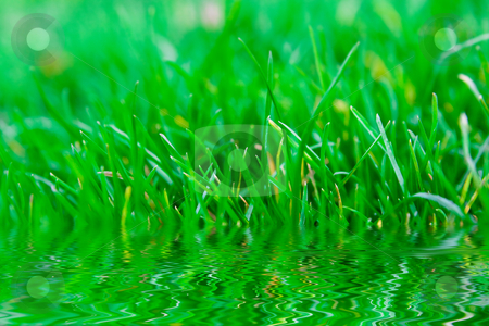 To use this stock image in your creative project, please select the size you need over to the right and click the "Add to Cart" button.
Your downloaded image will come with the Cutcaster watermark removed so don’t worry about the watermark you see on this page. Grass reflection in water stock photo, Green summer grass with reflection in water by Dmitry Rostovtsev