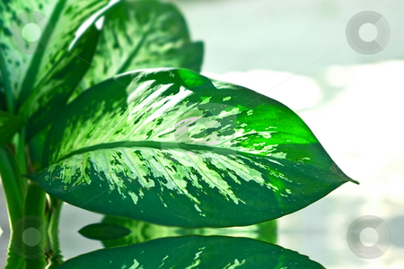 To use this stock image in your creative project, please select the size you need over to the right and click the "Add to Cart" button.
Your downloaded image will come with the Cutcaster watermark removed so don’t worry about the watermark you see on this page. Palm in water stock photo, Dieffenbachia green plant on day white background by Dmitry Rostovtsev