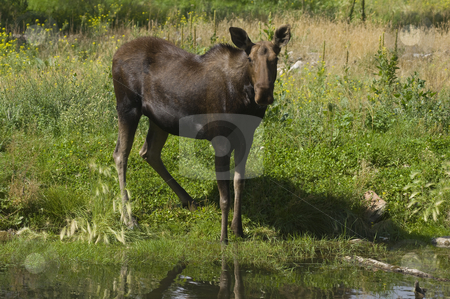 To use this stock image in your creative project, please select the size you need over to the right and click the "Add to Cart" button.
Your downloaded image will come with the Cutcaster watermark removed so don’t worry about the watermark you see on this page. Moose stock photo, Moose (Alces alces) in Banff National Park Canada by Stephen Meese
