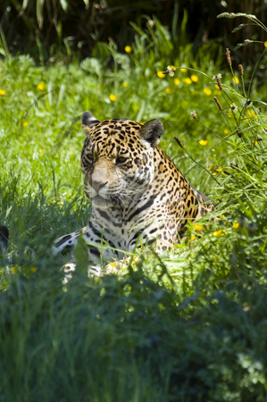 To use this stock image in your creative project, please select the size you need over to the right and click the "Add to Cart" button.
Your downloaded image will come with the Cutcaster watermark removed so don’t worry about the watermark you see on this page. Jaguar stock photo, Close up of a Jaguar (Panthera onca) in forest by Stephen Meese